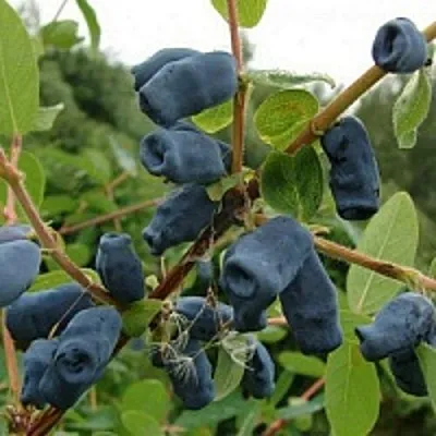 Жимолость съедобная ПУШКИНСКАЯ  Жимолость съедобная ПУШКИНСКАЯ в Могилёве