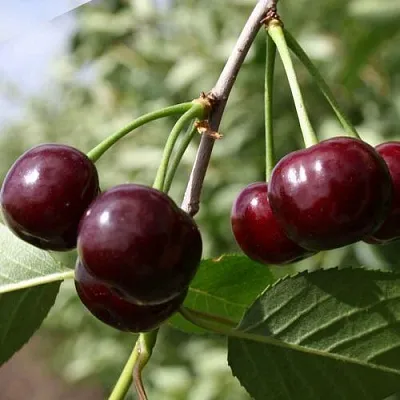 Вишня ЖАДАНА  Вишня ЖАДАНА в Могилёве