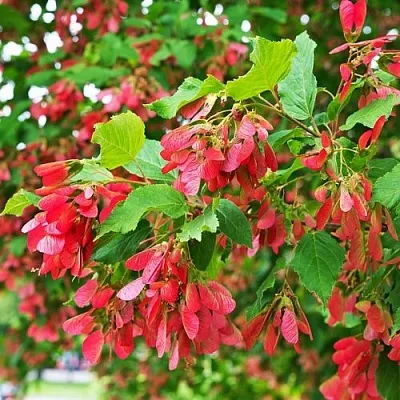 Клен татарский  Клен татарский в Могилёве