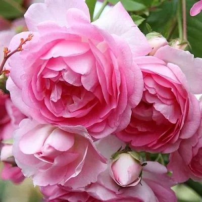 Роза ЖАСМИНА плетистая в Могилёве