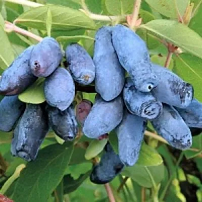 Жимолость съедобная ПАВЛОВСКАЯ  Жимолость съедобная ПАВЛОВСКАЯ в Могилёве