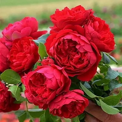 Роза ФЛОРЕНТИНА плетистая в Могилёве