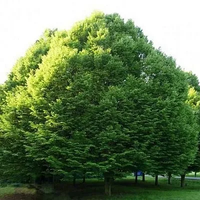 Граб японский  Граб японский в Могилёве