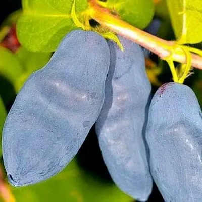 Жимолость съедобная ДЛИННОПЛОДНАЯ  Жимолость съедобная ДЛИННОПЛОДНАЯ в Могилёве