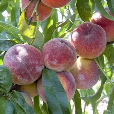 Персик ЗАРМЕНЮ  Персик ЗАРМЕНЮ в Могилёве