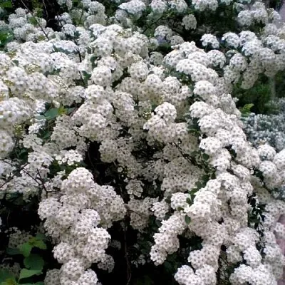 Спирея ВАНГУТТА  Спирея ВАНГУТТА в Могилёве