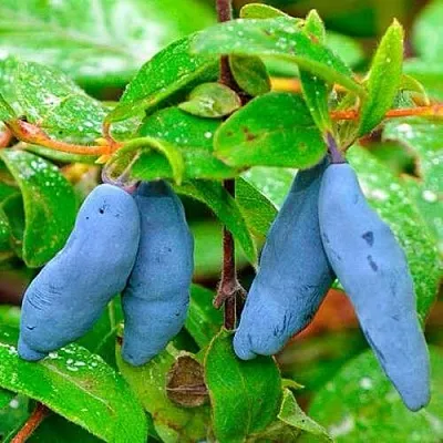 Жимолость съедобная МОРЕНА  Жимолость съедобная МОРЕНА в Могилёве