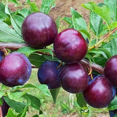 Шарафуга ВЕЛЬВЕТ САНРАЙЗ  Шарафуга ВЕЛЬВЕТ САНРАЙЗ в Могилёве