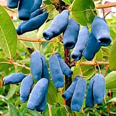 Жимолость съедобная НИМФА (ГАММА)  Жимолость съедобная НИМФА (ГАММА) в Могилёве