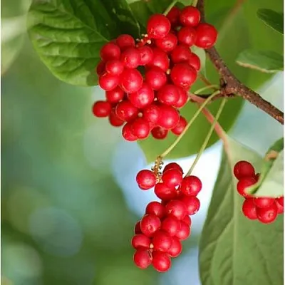 Лимонник ДЕБЮТ китайский  Лимонник ДЕБЮТ китайский в Могилёве