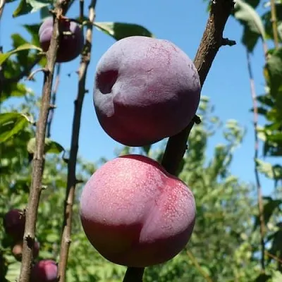 Плумкот ВЕЙ ВОНГ  Плумкот ВЕЙ ВОНГ в Могилёве