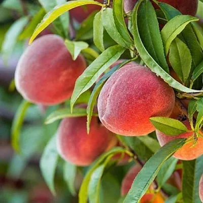 Персик РЕД ХЕВЕН  Персик РЕД ХЕВЕН в Могилёве