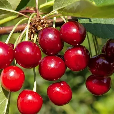 Вишня ЛЮБСКАЯ  Вишня ЛЮБСКАЯ в Могилёве