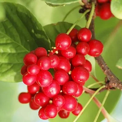 Лимонник ДЕДОВСКИЙ  Лимонник ДЕДОВСКИЙ в Могилёве