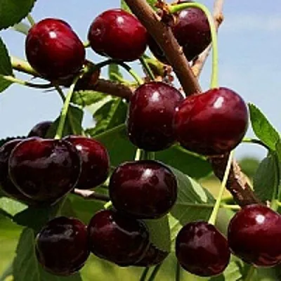 Вишня РОВЕСНИЦА  Вишня РОВЕСНИЦА в Могилёве