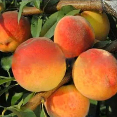 Персик РОЯЛ ВИ  Персик РОЯЛ ВИ в Могилёве