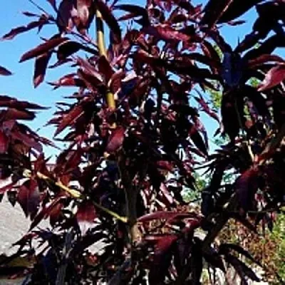 Персик БУРГУНДИ краснолистный  Персик БУРГУНДИ краснолистный в Могилёве