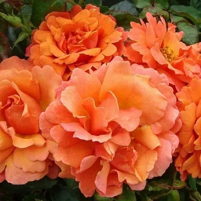 Роза БРИДЖ ОФ САЙЗ плетистая в Могилёве