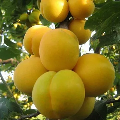 Слива ЛОДВА  Слива ЛОДВА в Могилёве