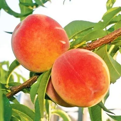 Персик ОНТАРИО  Персик ОНТАРИО в Могилёве