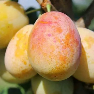 АПРИМИРА  АПРИМИРА в Могилёве