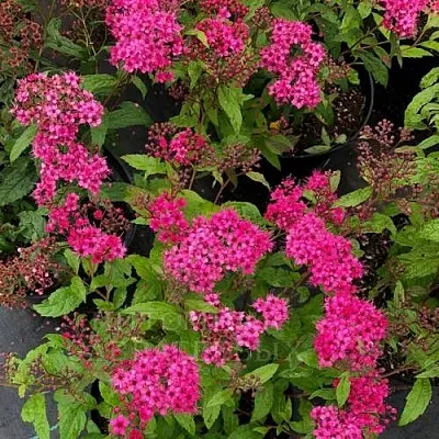 Спирея АНТОНИ ВАТЕРЕР японская  Спирея АНТОНИ ВАТЕРЕР японская в Могилёве