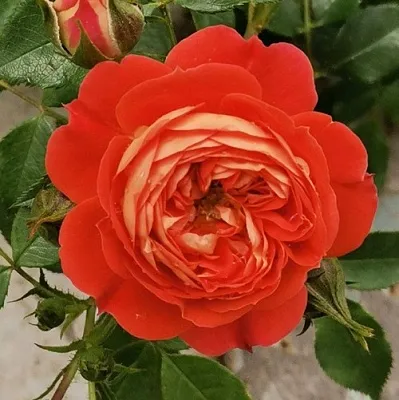 Роза СТАРЛЕТ РОУЗ КАРМЕН плетистая в Могилёве