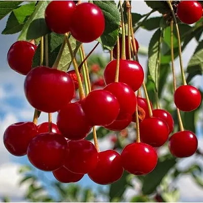 Вишня ФЛОРА Вишня ФЛОРА