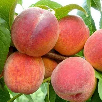 Персик ФЛЕМИНГ ФЬЮРИ  Персик ФЛЕМИНГ ФЬЮРИ в Могилёве