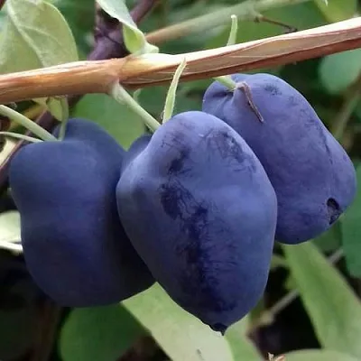 Жимолость съедобная БОРЕАЛ БЬЮТИ (СЕВЕРНАЯ КРАСАВИЦА) в Могилёве