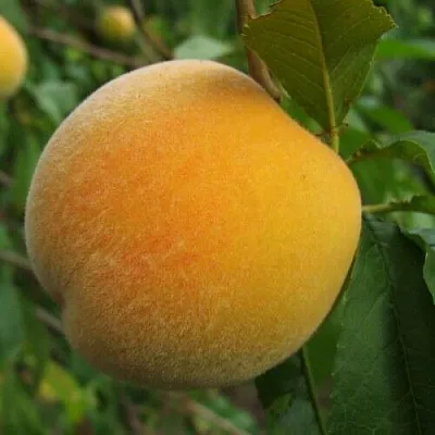 Персик ДОНЕЦКИЙ ЖЕЛТЫЙ  Персик ДОНЕЦКИЙ ЖЕЛТЫЙ в Могилёве