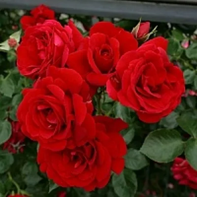 Роза СИМПАТИЯ плетистая в Могилёве