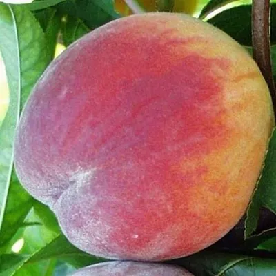 Персик ТОП СВИТ  Персик ТОП СВИТ в Могилёве