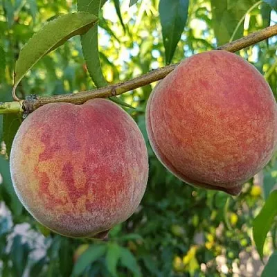 Персик КОНДОР  Персик КОНДОР в Могилёве