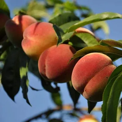 Персик ДАЧНЫЙ  Персик ДАЧНЫЙ в Могилёве