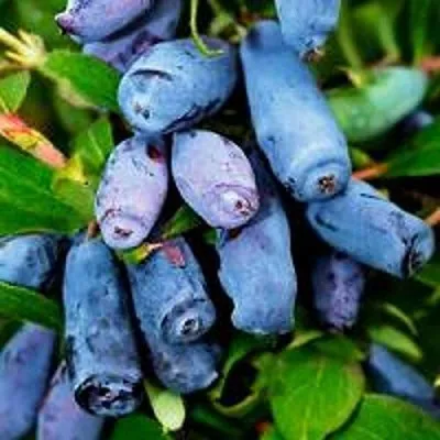 Жимолость съедобная ВОЛХОВА в Могилёве