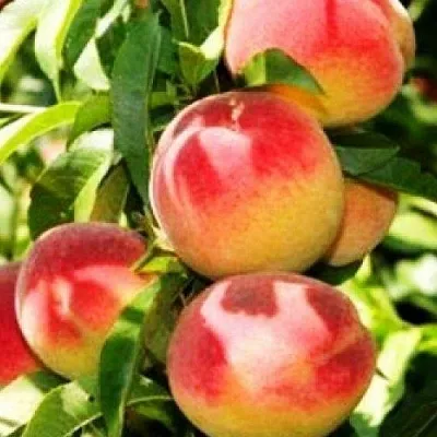 Персик НОВОСЕЛКОВСКИЙ  Персик НОВОСЕЛКОВСКИЙ в Могилёве