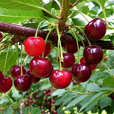 Вишня БРУСНИЦЫНА степная  Вишня БРУСНИЦЫНА степная в Могилёве