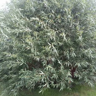 Ива СЕРЕБРИСТАЯ  Ива СЕРЕБРИСТАЯ в Могилёве