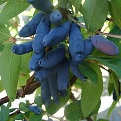 Жимолость съедобная ГОРДОСТЬ БАКЧАРА в Могилёве