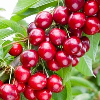 Вишня МАЛЮТКА колонновидная  Вишня МАЛЮТКА колонновидная в Могилёве