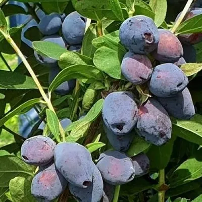 саженцы жимолости