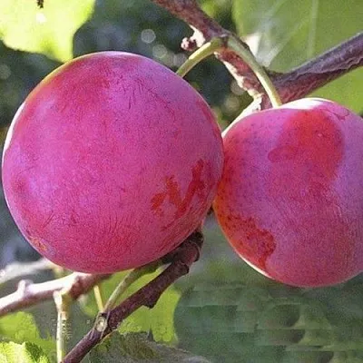 Слива ДЕЛИКАТНАЯ  Слива ДЕЛИКАТНАЯ в Могилёве