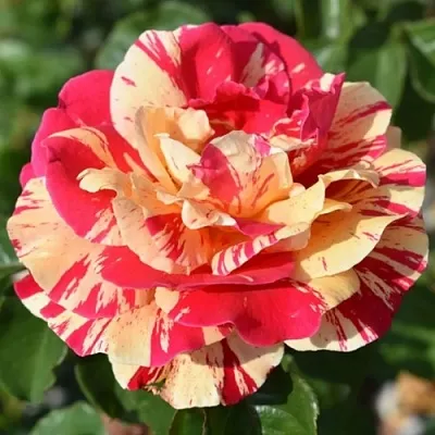 Роза ВАНИЛЛА ФРАЙЗ плетистая в Могилёве