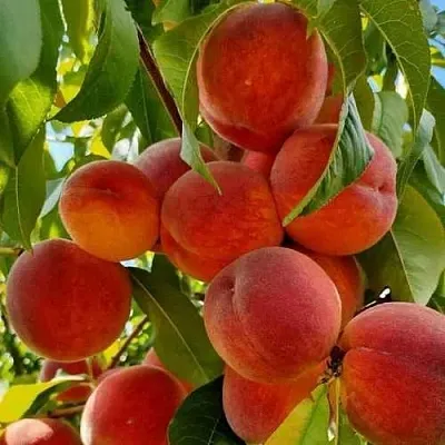 Персик ПОСОЛ МИРА  Персик ПОСОЛ МИРА в Могилёве