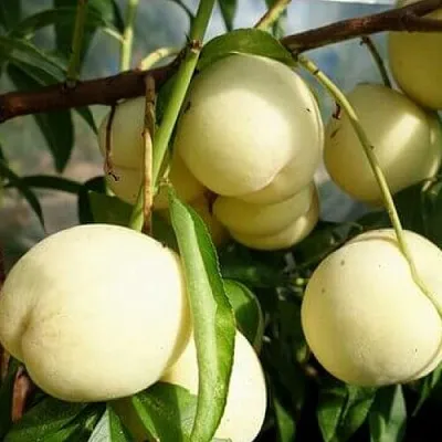 Персик АЙС ПИЧ  Персик АЙС ПИЧ в Могилёве