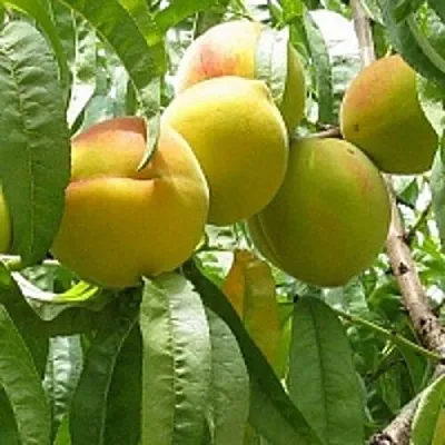 Персик СЕЯНЕЦ СТАРКА  Персик СЕЯНЕЦ СТАРКА в Могилёве