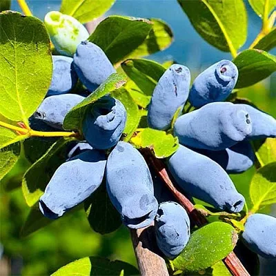 Жимолость съедобная АВРОРА в Могилёве