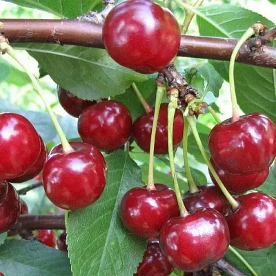 Вишня ТУРГЕНЕВКА  Вишня ТУРГЕНЕВКА в Могилёве