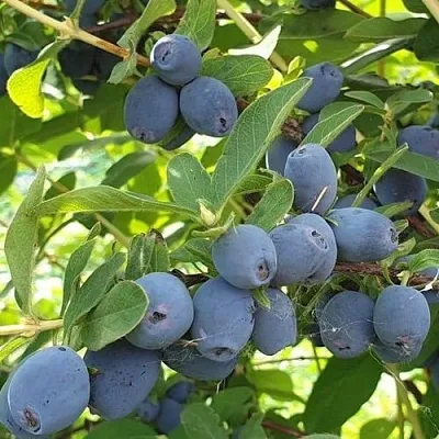 саженцы жимолости